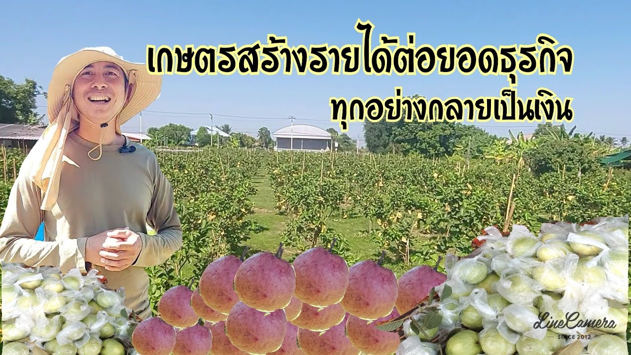 ปลูกฝรั่งใส้แดงแปรรูปขายสร้างรายได้ทุกอย่างกลายเป็นเงินจนไม่พอขาย