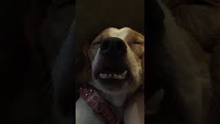 Dog Dreaming Of Eating