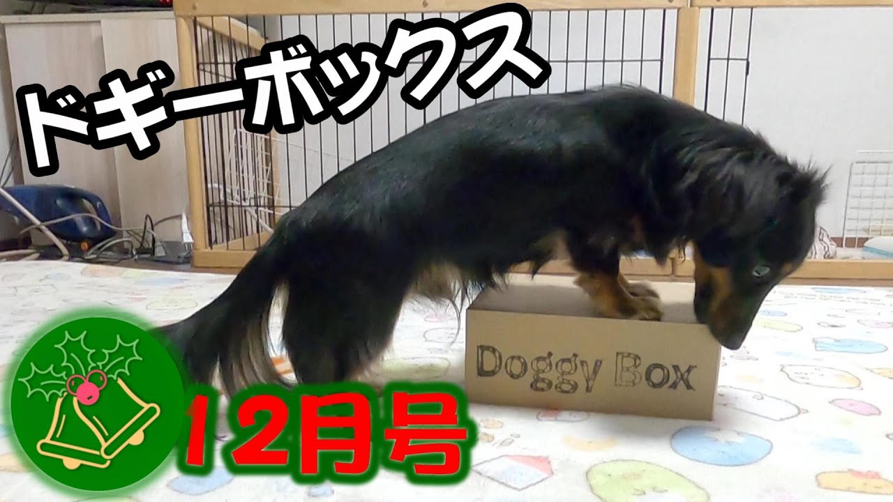 カニンヘンダックス ドギーボックス12月号に大興奮のダックスと飼い主がこちら Doggybox プルートの日常動画 Dachshund Youtube