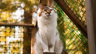 Cat enclosure for our five cats has been amazing by Norwegian Forest Cat Tales 299 views 1 year ago 3 minutes, 14 seconds