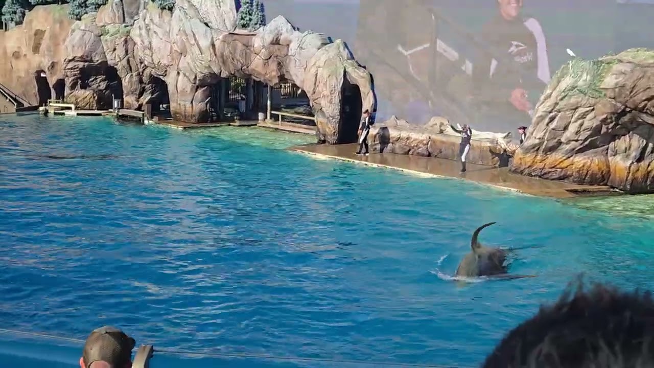 Orcas SeaWorld San Diego 11/25/25 Orca Encounter full show/ Oscar & Carol.
