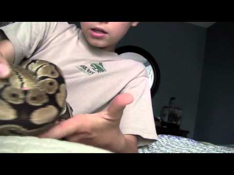 How to handle a ball python