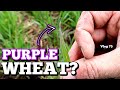 Why is the wheat turning purple?? (FIRST CROP TOUR OF 2020) | Vlog 75