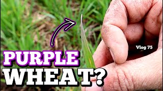 Why is the wheat turning purple?? (FIRST CROP TOUR OF 2020) | Vlog 75