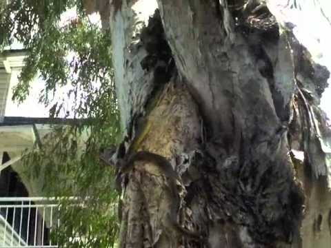 bbq significado Green Tree Snake Townsville