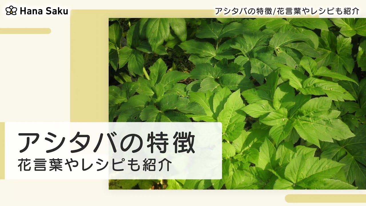 アシタバ