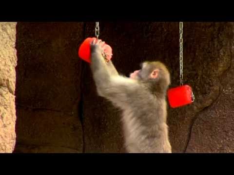 Snow Monkey's Get