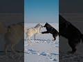 white and black Wolf #animals #cat #wolfdog #wolf.