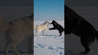 white and black Wolf #animals #cat #wolfdog #wolf.
