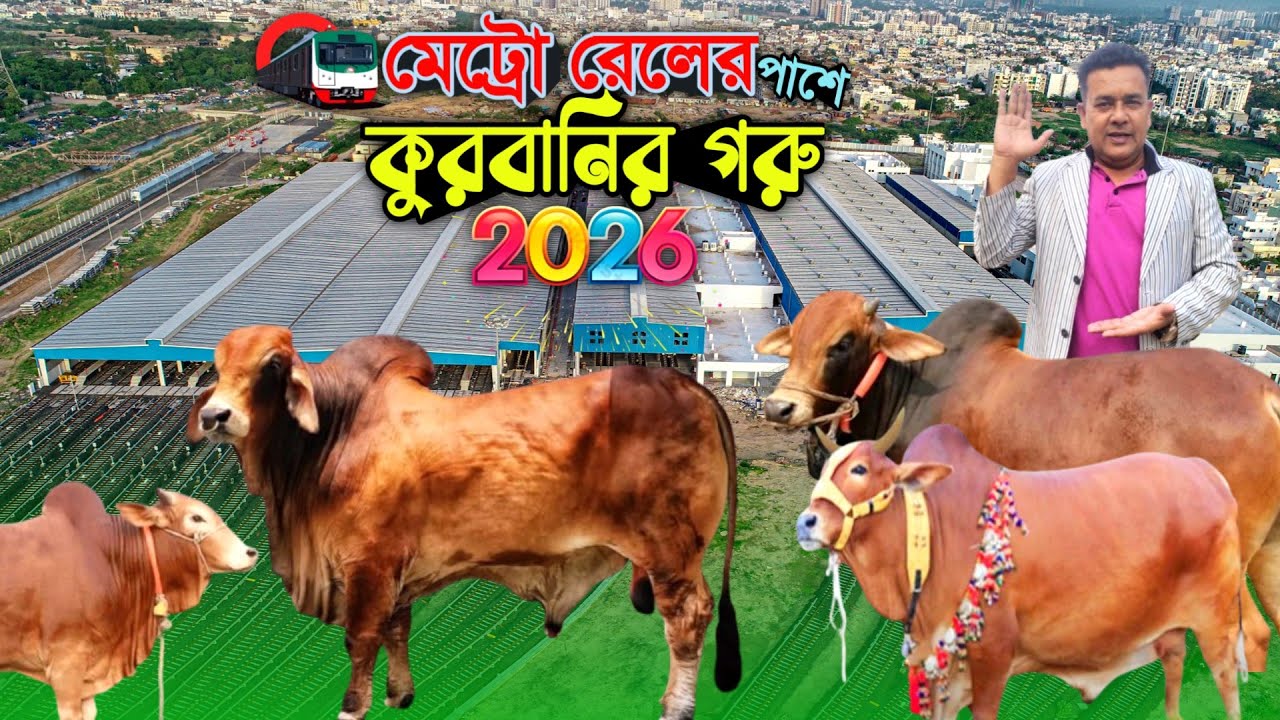 ঢাকা উত্তরা মেট্রো রেলের পাশে রিভ ফার্মিং-এ কোরবানির ২০০ গরু প্রস্তুত!! qurbani cow price 2026