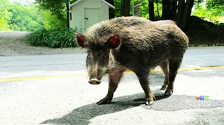 Wild boars on the loose become a growing concern