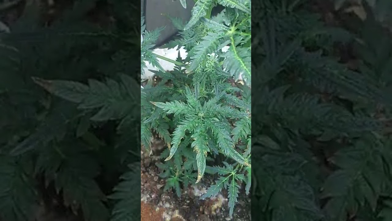 auto f4 freakshow smokingmonkeygenetics