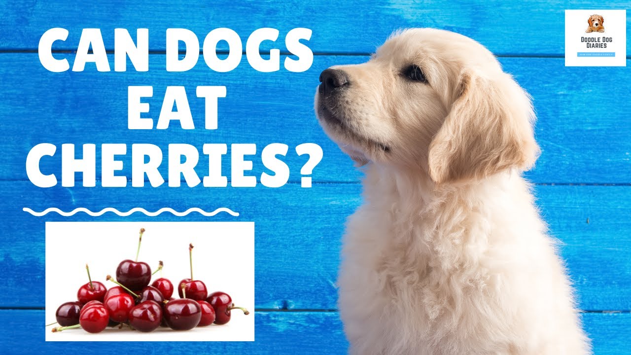 Can Retriever Eat Cherry