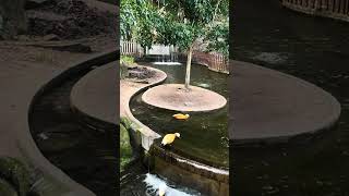 Wild animals #youtubeshorts #blissful #tarongazoo