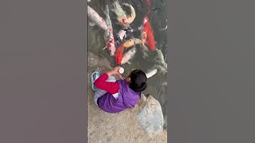 2023/02/21 feeding Khoi In CSULB Japanese garden