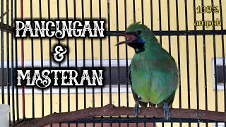 Pancingan Cucak Ijo Mini Bahan Agar Cepat Bongkar Materi Isian Mewah