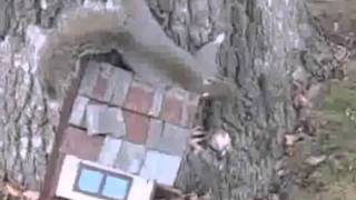 Drunk Squirrel (overdubbed)