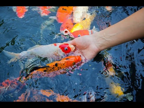 Карпы кои Украина, рыбки для пруда, японские карпы кои, карпы кои опт, рыбоводство карп кои, carp