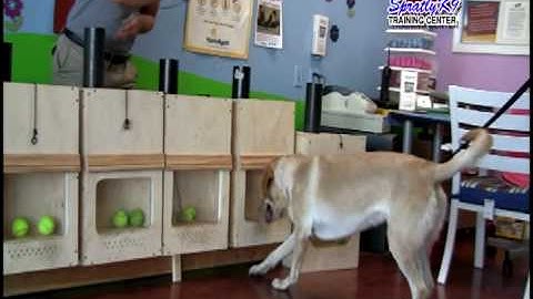 Spratly K9 Scent Detection Dog Training (Part 1)