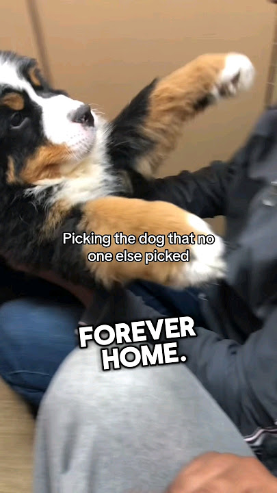 This dog’s reaction of finally getting adopted is incredible #shorts
