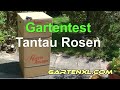 Tantau Rosen Test: Rosenkauf Gartentest