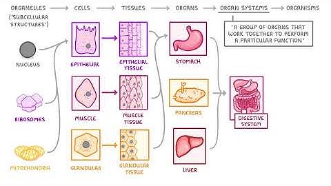GCSE Biology - Levels of Organisation  - Cells, Tissues, Organs and Organ Systems (2026/27 exams)