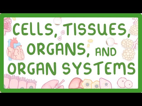 Video: Hvad er en gruppe af celler, der udfører en fælles funktion?