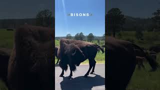 South Dakota’s REAL Hidden Gem? The Majestic Bison! 🦬