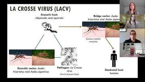 Integrated Mosquito Management
