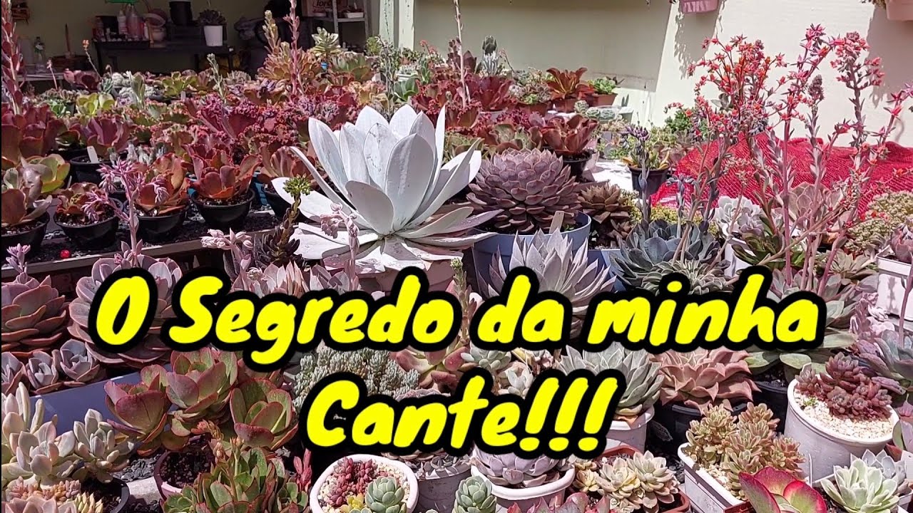O SEGREDO da Suculenta Echeveria Cante!  cultivo, fazer mudas e ficar Gigante!!!