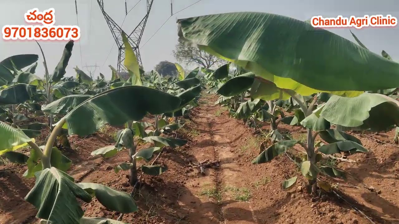 అరటిలో పురుగు, దోమ జీడ నివారణ మరియు 4 నెలల మొక్కలకు ఎరువుల వివరాలు.. #banana  #farming #viralvideo 