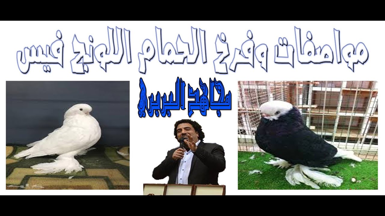 موصفات حمام الونج فيس وكيفية الانتاج وسعره وكيفية التحضين