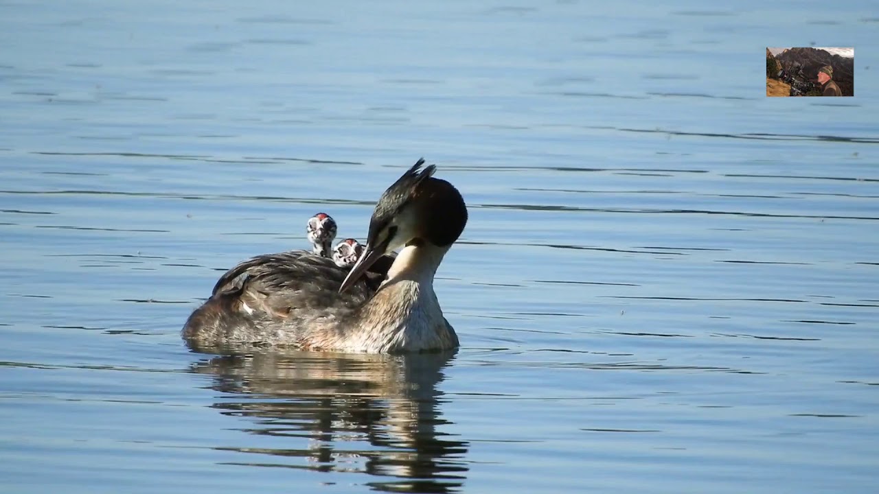 la famiglia degli  Svassi maggiori