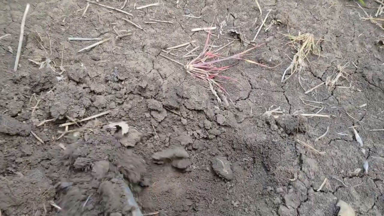 Как подсолнечник любит ноутил