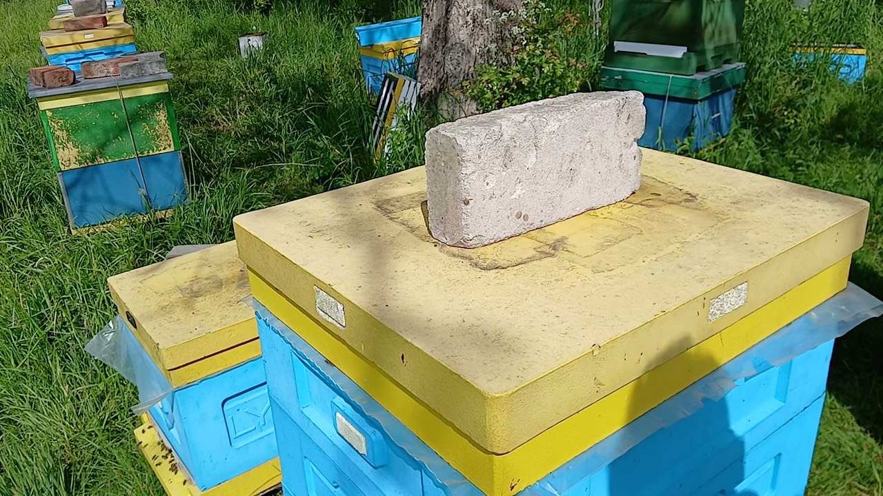 Rzepak kończy kwitnąć, ile zgromadziły miodu. 26.05.2025