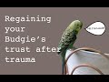 Regaining your budgie's trust after trauma