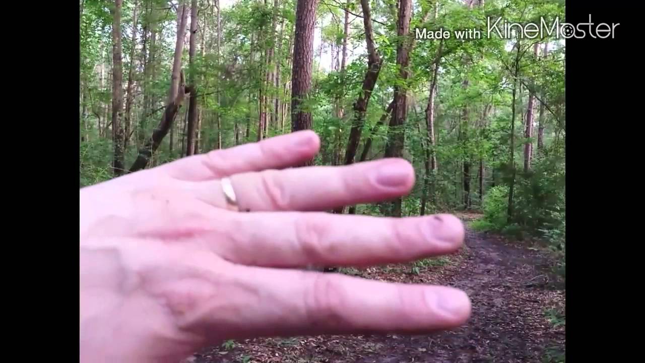 MOSQUITOES AHHHH! Natural Repellent? - YouTube