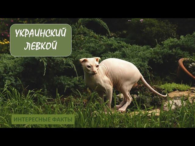 УКРАИНСКИЙ ЛЕВКОЙ🐈/Животные life/Кошки/Животные/Интересные факты