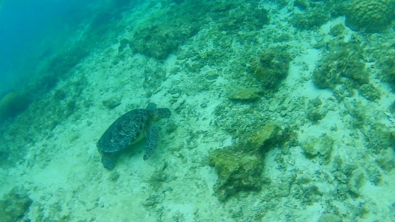 奄美渡島でウミガメと泳げる おすすめシュノーケリングスポット 観光マニアのおすすめ旅