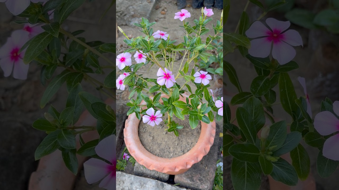 Rosy Periwinkle Flower 🌸 Easy Growing Tips 