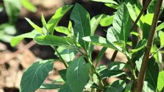 BITTER LEAF BENEFITS : 5 HERB BENEFITS OF BITTER LEAF THAT WILL SURPRISE YOU