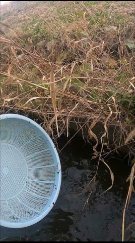 ザルに入ったのは…?