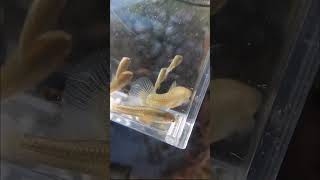 ザルに入ったのは…? #mosquitofish #guppy