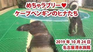 めちゃラブリー！ケープペンギンのヒナたち【名古屋港水族館　2019年10月24日】