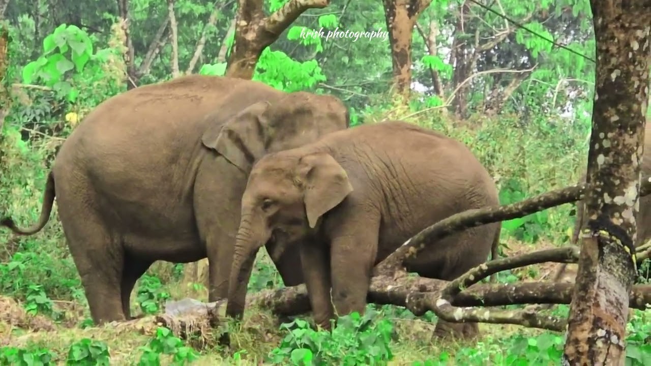 കുട്ടിയാനയുടെ സന്തോഷം 🥰 part 2  #elephant #athirapalli #wayanad #kabani  #wildanimals #viral 