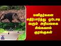 Monkey | மனிதர்களை எதிர்பார்த்து ஓடோடி வரும் அரியவகை சிங்கவால் குரங்குகள்