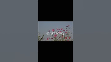 سورة الكوثر 🌷