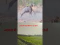 @आपस में लड़ते नीलगाय#nilgai#nilgai fight#blue bull#wild animal fight#Jungle life#natural##