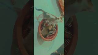 badmashi #cute #kitty #cat #ytshorts badmashi #cute #kitty #cat #ytshorts