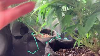 Mars Hydro 🪐Tent🏕￼ Update￼ .hoppy Nuggets￼ 🧬🔥🔥💯💯